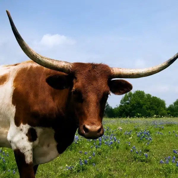 Texas longhorn bull in bluebonnet field representing Texas pre-settlement funding throughout the state